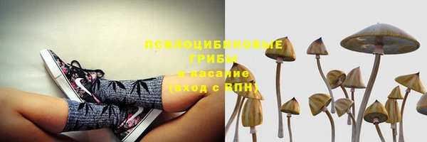 сатива Аркадак